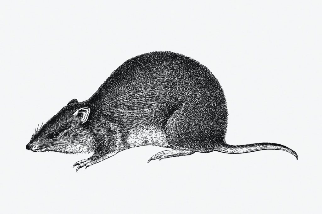 Mengenal Cara Mengatasi Tikus Sering Lolos Dari Jebakan